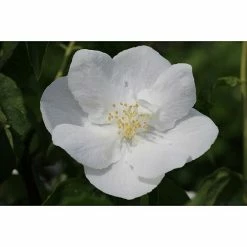 BAUHAUS Pfeifenstrauch Philadelphus Fl'Aroma® 'Summer Snow', 5 L, Weiß
