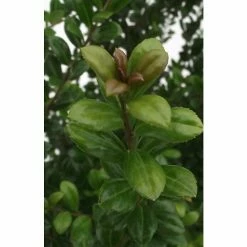 BAUHAUS Bergilex Ilex Crenata 'Josaile', Aktuelle Wuchshöhe: 20 Cm - 30 Cm, Topfvolumen: 2,3 L