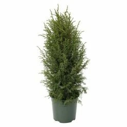 BAUHAUS Gemeiner Wacholder Juniperus Communis 'Hibernica', Topfvolumen: 6 L, Aktuelle Wuchshöhe: 50 Cm - 70 Cm
