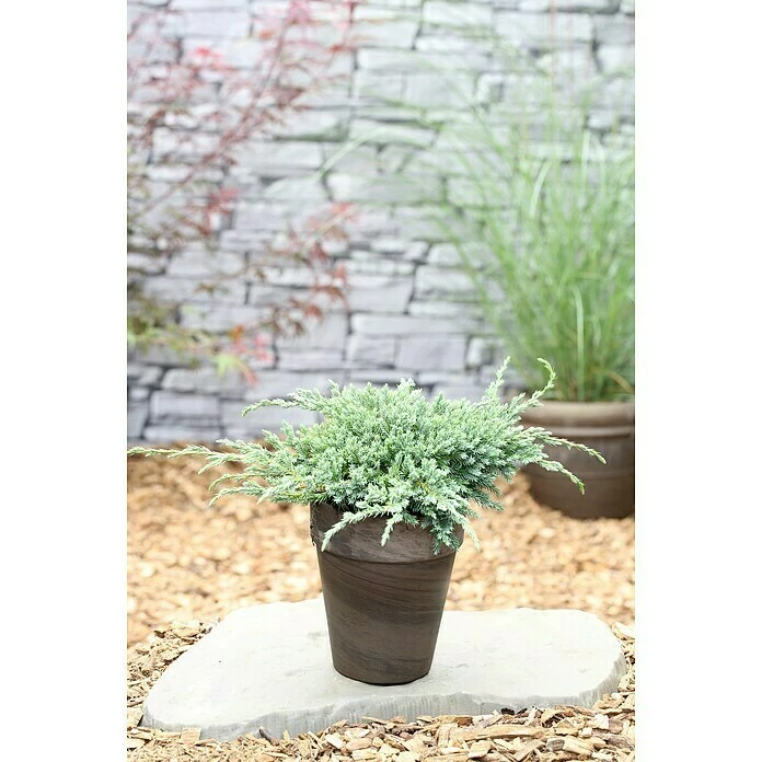 BAUHAUS Blauer Zwerg-Wacholder Juniperus Squamata 'Blue Carpet', Aktuelle Wuchshöhe: 20 Cm - 30 Cm 3 BAUHAUS Blauer Zwerg-Wacholder Juniperus Squamata 'Blue Carpet', Aktuelle Wuchshöhe: 20 Cm - 30 Cm