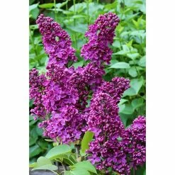 BAUHAUS Flieder Syringa Vulgaris 'Andenken An Ludwig Späth'