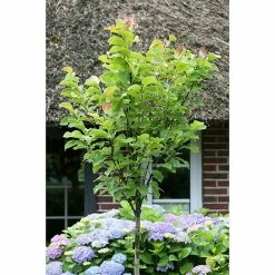 BAUHAUS Magnolie Magnolia Soulangiana 'Galaxy', Aktuelle Wuchshöhe: 60 Cm - 80 Cm