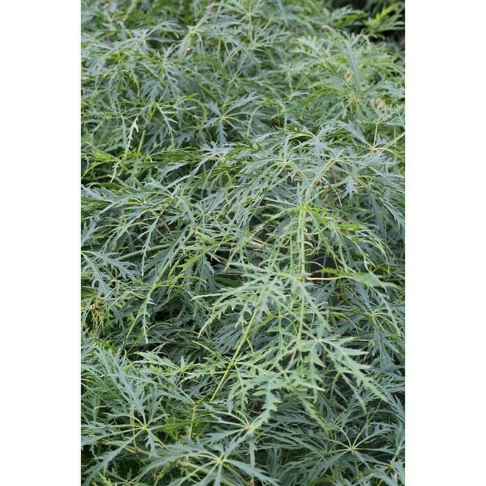 BAUHAUS Fächerahorn Acer Palmatum 'Dissectum', Topfvolumen: 6 L, 40 Cm - 60 Cm 3 BAUHAUS Fächerahorn Acer Palmatum 'Dissectum', Topfvolumen: 6 L, 40 Cm - 60 Cm