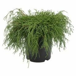 BAUHAUS Zwerg-Fadenzypresse Chamaecyparis Pisifera 'Filifera Nana', Topfvolumen: 4,6 L