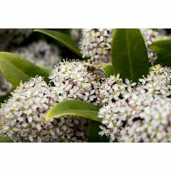 BAUHAUS Japanische Blütenskimmie Skimmia Japonica 'White Dwarf'®, Topfgröße: 9,5 Cm, Rosa