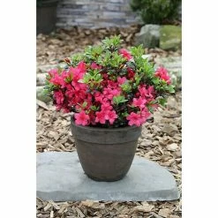BAUHAUS Japanische Azalee Rhododendron Obtusum 'Little Red', Topfvolumen: 2,3 L, Rot