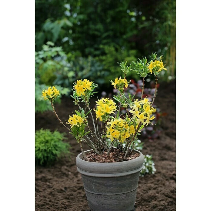 BAUHAUS Rhododendron Rhododendron Pontica Sämling, Topfvolumen: 4,6 L, Gelb 3 BAUHAUS Rhododendron Rhododendron Pontica Sämling, Topfvolumen: 4,6 L, Gelb