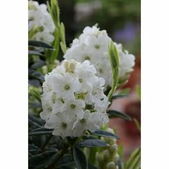 BAUHAUS Zwergrhododendron Rhododendron Trichostomum 'Arctic Tern', Topfvolumen: 4 L