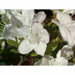 BAUHAUS Japanische Azalee Rhododendron Obtusum 'Inas Diamant'®, Topfvolumen: 2 L, Weiß
