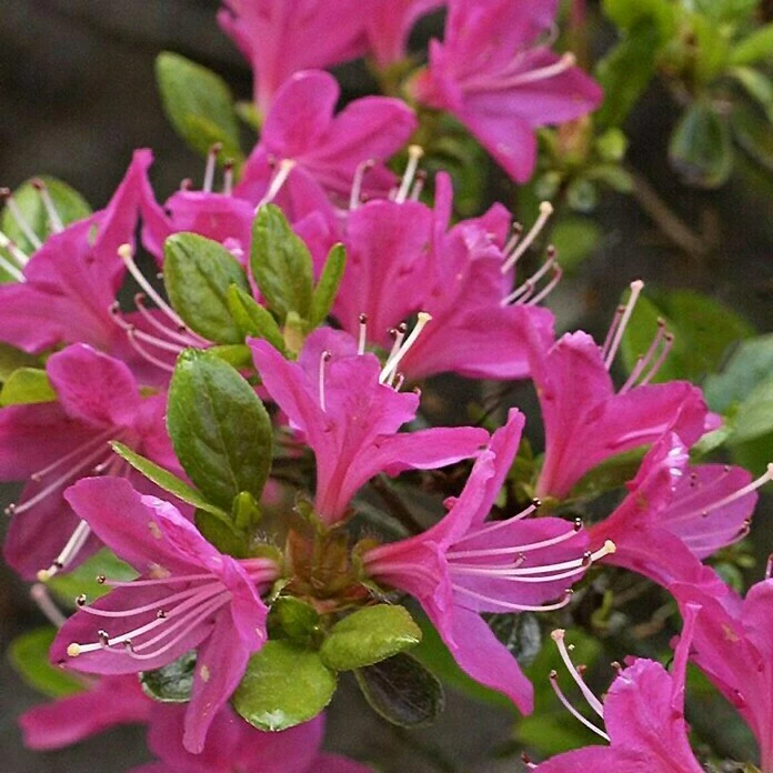 BAUHAUS Japanische Azalee Rhododendron Obtusum 'Kermesina', Topfvolumen: 4,6 L, Rosarot 4 BAUHAUS Japanische Azalee Rhododendron Obtusum 'Kermesina', Topfvolumen: 4,6 L, Rosarot – Bild 2