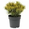 BAUHAUS Berg-Kiefer Pinus Mugo 'Ophir', Topfvolumen: 2,3 L, Aktuelle Wuchshöhe: 10 Cm