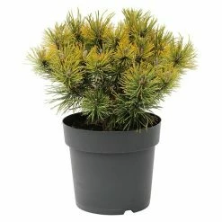 BAUHAUS Berg-Kiefer Pinus Mugo 'Ophir', Topfvolumen: 2,3 L, Aktuelle Wuchshöhe: 10 Cm