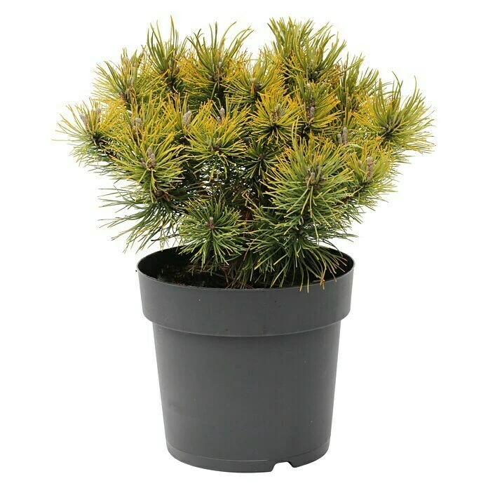 BAUHAUS Berg-Kiefer Pinus Mugo 'Ophir', Topfvolumen: 2,3 L, Aktuelle Wuchshöhe: 10 Cm 3 BAUHAUS Berg-Kiefer Pinus Mugo 'Ophir', Topfvolumen: 2,3 L, Aktuelle Wuchshöhe: 10 Cm