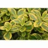 BAUHAUS Spindelstrauch Stämmchen Euonymus Fortunei 'Emerald'n Gold', Topfvolumen: 5 L, Gelbbunt 1 BAUHAUS Spindelstrauch Stämmchen Euonymus Fortunei 'Emerald'n Gold', Topfvolumen: 5 L, Gelbbunt -Gartenpflanzen Verkäufe 12 442