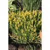 BAUHAUS Ginster Genista Sagittalis, Topfvolumen: 2 L, Goldgelb -Gartenpflanzen Verkäufe 12 443