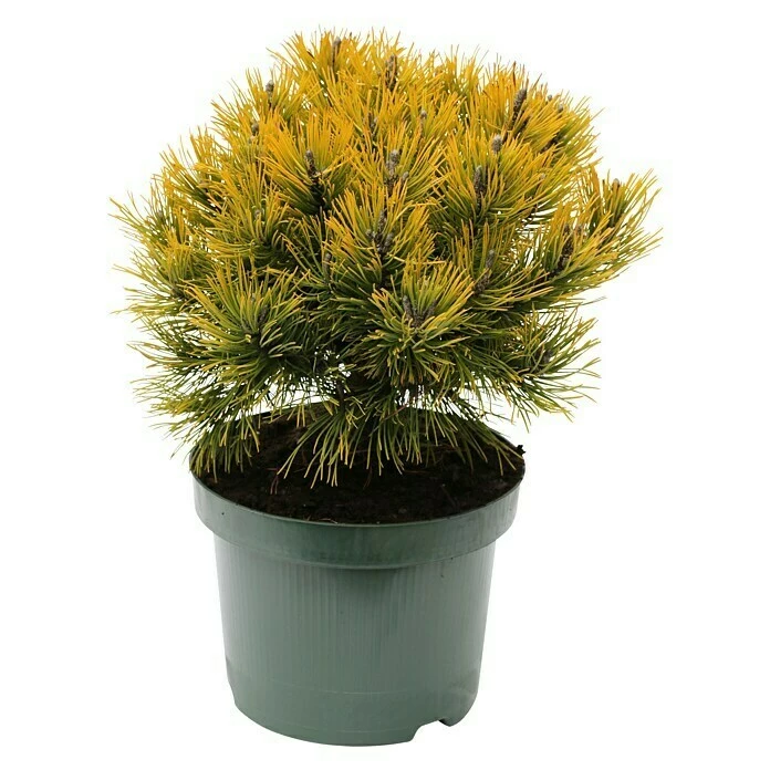 BAUHAUS Berg-Kiefer Pinus Mugo 'Wintergold', Topfvolumen: 2,3 L, Aktuelle Wuchshöhe: 10 Cm 3 BAUHAUS Berg-Kiefer Pinus Mugo 'Wintergold', Topfvolumen: 2,3 L, Aktuelle Wuchshöhe: 10 Cm