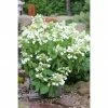 BAUHAUS Rispen-Hortensie Hydrangea Paniculata 'Butterfly'®, Cremeweiß 1 BAUHAUS Rispen-Hortensie Hydrangea Paniculata 'Butterfly'®, Cremeweiß -Gartenpflanzen Verkäufe 12 445