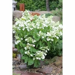BAUHAUS Rispen-Hortensie Hydrangea Paniculata 'Butterfly'®, Cremeweiß