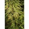 BAUHAUS Fächerahorn Acer Palmatum 'Dissectum', Topfvolumen: 6 L, 30 Cm - 50 Cm -Gartenpflanzen Verkäufe 12 446