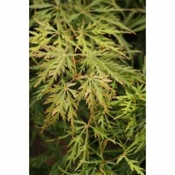 BAUHAUS Fächerahorn Acer Palmatum 'Dissectum', Topfvolumen: 6 L, 30 Cm - 50 Cm