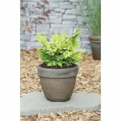 BAUHAUS Hinoki-Scheinzypresse Chamaecyparis Obtusa 'Fernspray Gold', Aktuelle Wuchshöhe: 15 Cm - 20 Cm