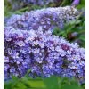 BAUHAUS Sommerflieder Buddleja Davidii 'Summer Lounge'® 'Blue Sarah'(S), Blau, Topfvolumen: 4 L 1 BAUHAUS Sommerflieder Buddleja Davidii 'Summer Lounge'® 'Blue Sarah'(S), Blau, Topfvolumen: 4 L -Gartenpflanzen Verkäufe 12 449