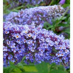 BAUHAUS Sommerflieder Buddleja Davidii 'Summer Lounge'® 'Blue Sarah'(S), Blau, Topfvolumen: 4 L