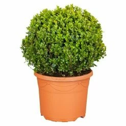 BAUHAUS Piardino Buchsbaum Buxus Sempervirens, Topfvolumen: 5 L