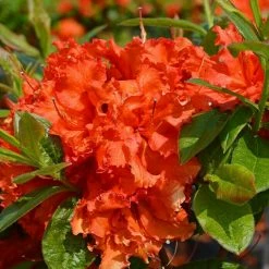 BAUHAUS Rhododendron Rhododendron Luteum 'Royal Command', Orange, Topfvolumen: 10 L