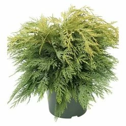 BAUHAUS Lawsons Scheinzypresse Chamaecyparis Lawsoniana 'Sunkist', Aktuelle Wuchshöhe: 20 Cm - 30 Cm