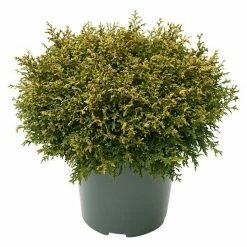 BAUHAUS Faden-Scheinzypresse Chamaecyparis Pisifera 'Plumosa Compressa', Aktuelle Wuchshöhe: 20 Cm - 30 Cm