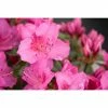 BAUHAUS Japanische Azalee Rhododendron Obtusum 'Pink For Help'®, Topfvolumen: 2,3 L, Pink -Gartenpflanzen Verkäufe 12 454