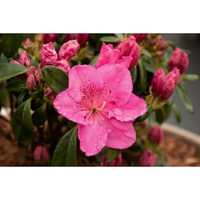 BAUHAUS Japanische Azalee Rhododendron Obtusum 'Pink For Help'®, Topfvolumen: 2,3 L, Pink 4 BAUHAUS Japanische Azalee Rhododendron Obtusum 'Pink For Help'®, Topfvolumen: 2,3 L, Pink – Bild 2