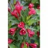 BAUHAUS Weigelie Weigela Florida 'Red Prince', 30 Cm - 50 Cm 1 BAUHAUS Weigelie Weigela Florida 'Red Prince', 30 Cm - 50 Cm -Gartenpflanzen Verkäufe 12 456