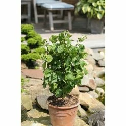 BAUHAUS Korkenzieherhasel Corylus Avellana 'Twister', Aktuelle Wuchshöhe: 70 Cm - 90 Cm