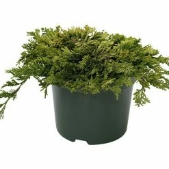 BAUHAUS Kriechwacholder Juniperus Horizontalis 'Golden Carpet', Topfvolumen: 4,6 L