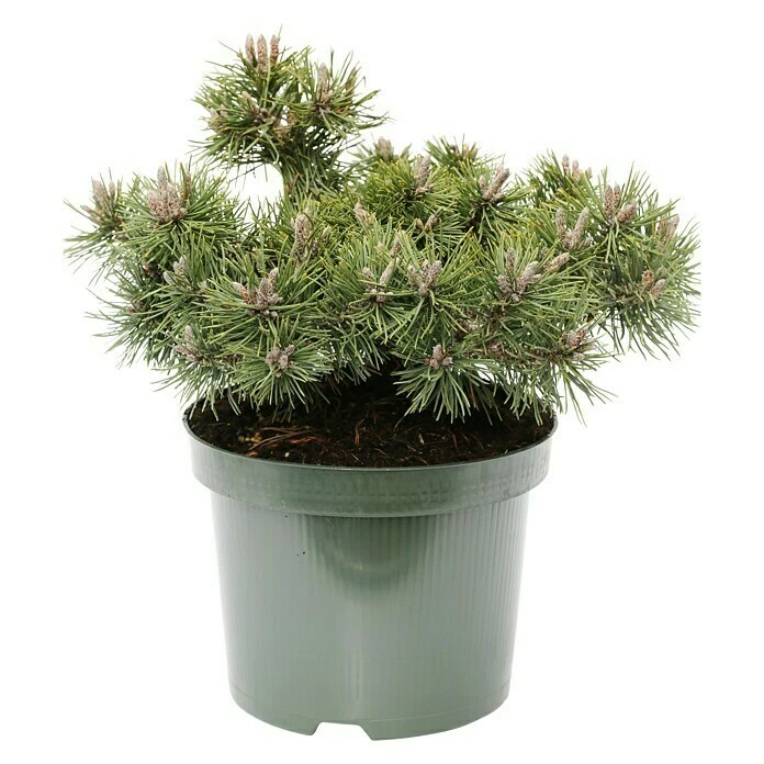 BAUHAUS Berg-Kiefer Pinus Mugo 'Humpy', Topfvolumen: 2,3 L, Aktuelle Wuchshöhe: 10 Cm 3 BAUHAUS Berg-Kiefer Pinus Mugo 'Humpy', Topfvolumen: 2,3 L, Aktuelle Wuchshöhe: 10 Cm