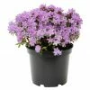 BAUHAUS Rhododendron Rhododendron Russatum 'Purple Pillow', Lila, Topfvolumen: 2,3 L 1 BAUHAUS Rhododendron Rhododendron Russatum 'Purple Pillow', Lila, Topfvolumen: 2,3 L -Gartenpflanzen Verkäufe 12 461