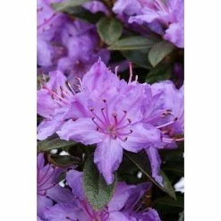 BAUHAUS Rhododendron Rhododendron Russatum 'Purple Pillow', Lila, Topfvolumen: 2,3 L -Gartenpflanzen Verkäufe 12 462