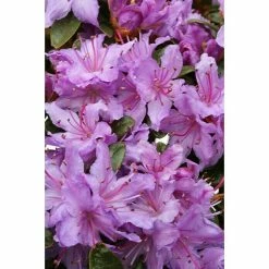 BAUHAUS Rhododendron Rhododendron Russatum 'Purple Pillow', Lila, Topfvolumen: 2,3 L -Gartenpflanzen Verkäufe 12 463