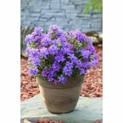 BAUHAUS Rhododendron Rhododendron Russatum 'Purple Pillow', Lila, Topfvolumen: 2,3 L -Gartenpflanzen Verkäufe 12 464