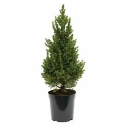 BAUHAUS Zuckerhut-Fichte Picea Glauca 'Rainbow's End', Aktuelle Wuchshöhe: 40 Cm - 60 Cm