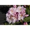 BAUHAUS Großblumiger Rhododendron Rhododendron 'Gomer Waterer' EASYDENDRON®, Topfvolumen: 5 L, Weiß/Lila 2 BAUHAUS Großblumiger Rhododendron Rhododendron 'Gomer Waterer' EASYDENDRON®, Topfvolumen: 5 L, Weiß/Lila -Gartenpflanzen Verkäufe 12 467