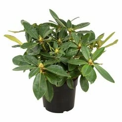 BAUHAUS Großblumiger Rhododendron Rhododendron 'Gomer Waterer' EASYDENDRON®, Topfvolumen: 5 L, Weiß/Lila -Gartenpflanzen Verkäufe 12 468