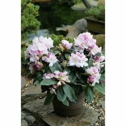 BAUHAUS Großblumiger Rhododendron Rhododendron 'Gomer Waterer' EASYDENDRON®, Topfvolumen: 5 L, Weiß/Lila -Gartenpflanzen Verkäufe 12 469