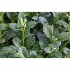 BAUHAUS Piardino Buchsbaum Buxus Sempervirens, Topfvolumen: 5 L -Gartenpflanzen Verkäufe 12 47