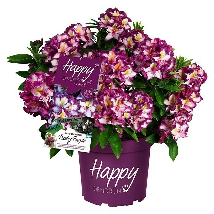 BAUHAUS Großblumiger Rhododendron Rhododendron 'Happy Dendron'® Pushy Purple EASYDENDRON®, Topfvolumen: 5 L, Weiß/Lila 3 BAUHAUS Großblumiger Rhododendron Rhododendron 'Happy Dendron'® Pushy Purple EASYDENDRON®, Topfvolumen: 5 L, Weiß/Lila