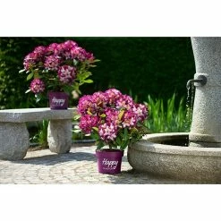 BAUHAUS Großblumiger Rhododendron Rhododendron 'Happy Dendron'® Pushy Purple EASYDENDRON®, Topfvolumen: 5 L, Weiß/Lila 6 BAUHAUS Großblumiger Rhododendron Rhododendron 'Happy Dendron'® Pushy Purple EASYDENDRON®, Topfvolumen: 5 L, Weiß/Lila -Gartenpflanzen Verkäufe 12 471