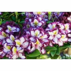 BAUHAUS Großblumiger Rhododendron Rhododendron 'Happy Dendron'® Pushy Purple EASYDENDRON®, Topfvolumen: 5 L, Weiß/Lila 7 BAUHAUS Großblumiger Rhododendron Rhododendron 'Happy Dendron'® Pushy Purple EASYDENDRON®, Topfvolumen: 5 L, Weiß/Lila -Gartenpflanzen Verkäufe 12 472