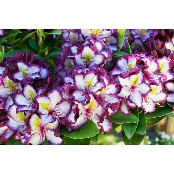BAUHAUS Großblumiger Rhododendron Rhododendron 'Happy Dendron'® Pushy Purple EASYDENDRON®, Topfvolumen: 5 L, Weiß/Lila 5 BAUHAUS Großblumiger Rhododendron Rhododendron 'Happy Dendron'® Pushy Purple EASYDENDRON®, Topfvolumen: 5 L, Weiß/Lila – Bild 3